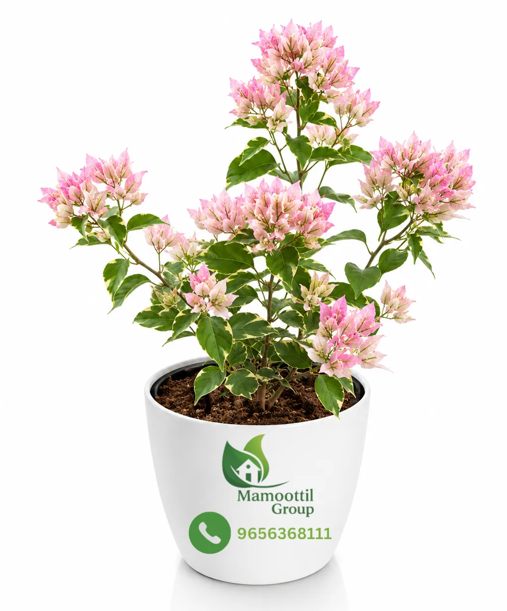 Mahara Pink Profile